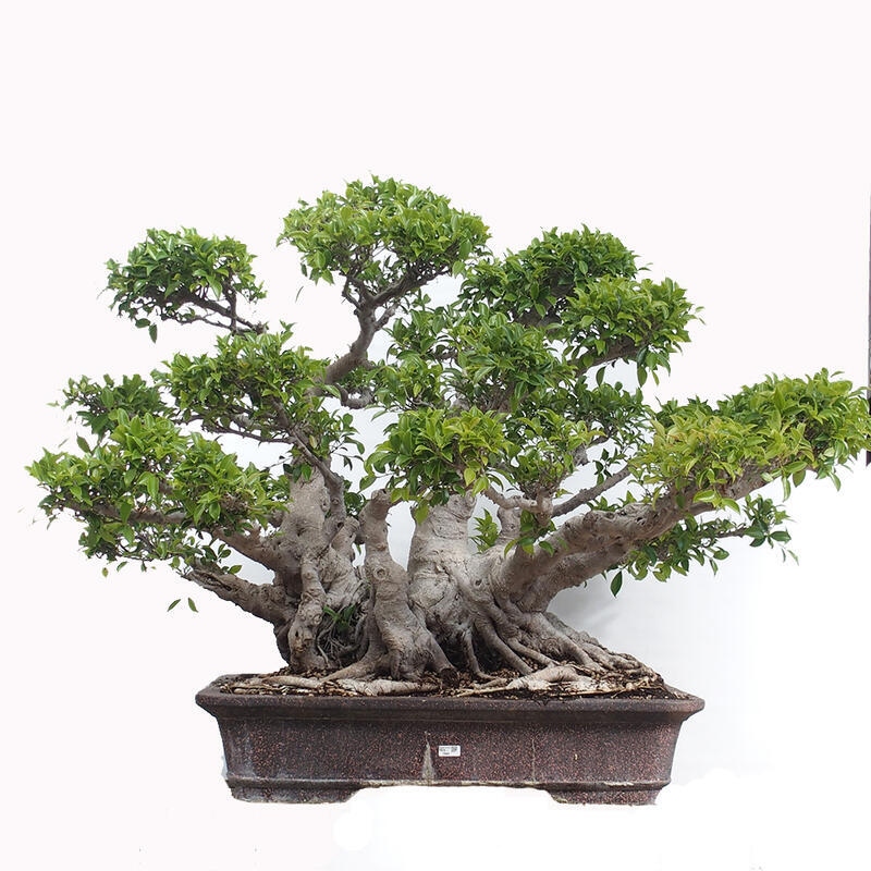 Indoor bonsai - Ficus retusa - small-leaved ficus