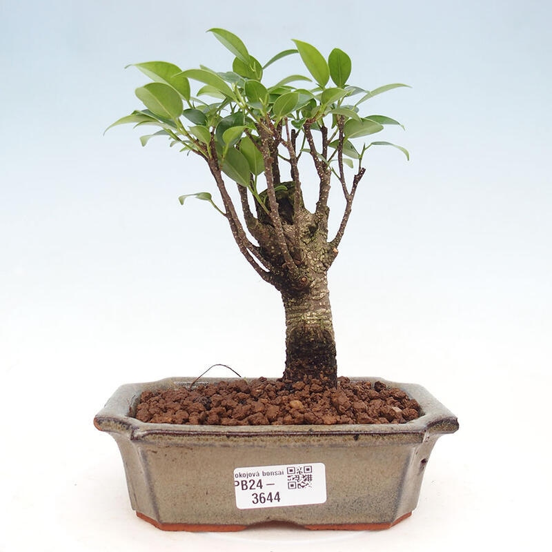 Indoor bonsai - Ficus retusa - small-leaved ficus