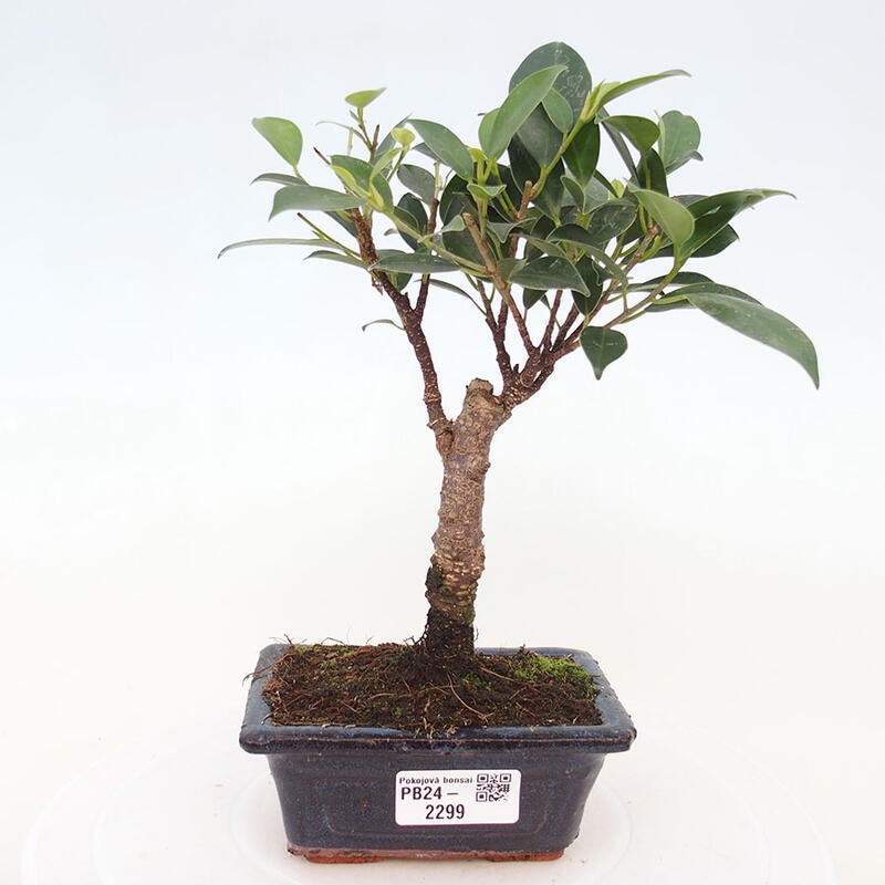 Indoor bonsai - Ficus retusa - small-leaved ficus