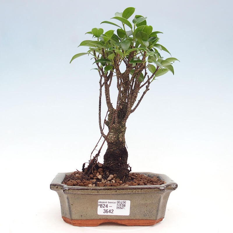 Indoor bonsai - Ficus retusa - small-leaved ficus