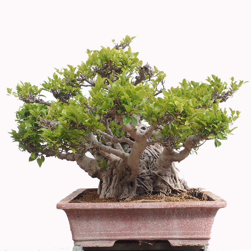 Indoor bonsai - Ficus retusa - small-leaved ficus