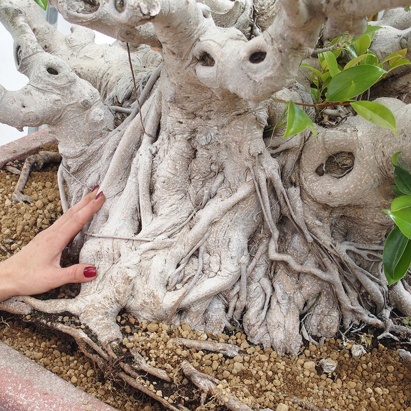 Indoor bonsai - Ficus retusa - small-leaved ficus