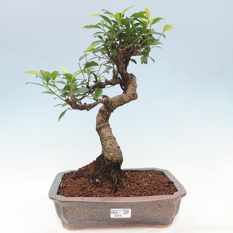 Indoor bonsai - Ficus retusa - small-leaved ficus