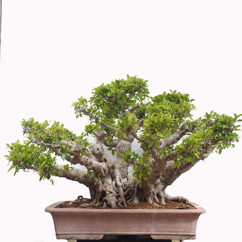 Indoor bonsai - Ficus retusa - small-leaved ficus