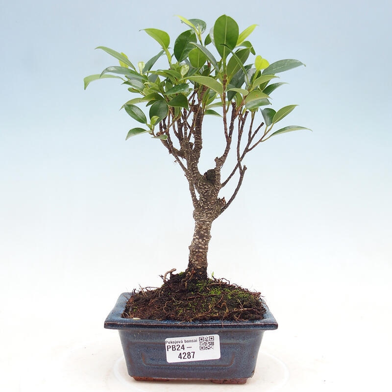 Indoor bonsai - Ficus retusa - small-leaved ficus