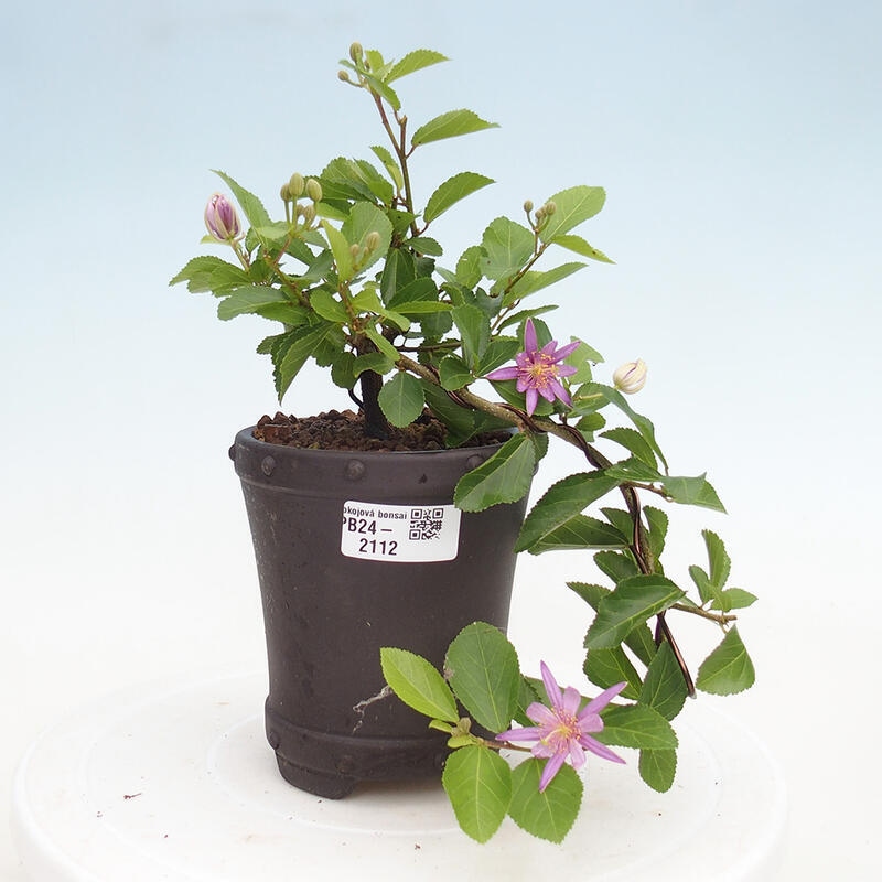 Indoor bonsai - Grewia occidentalis - Lavender star