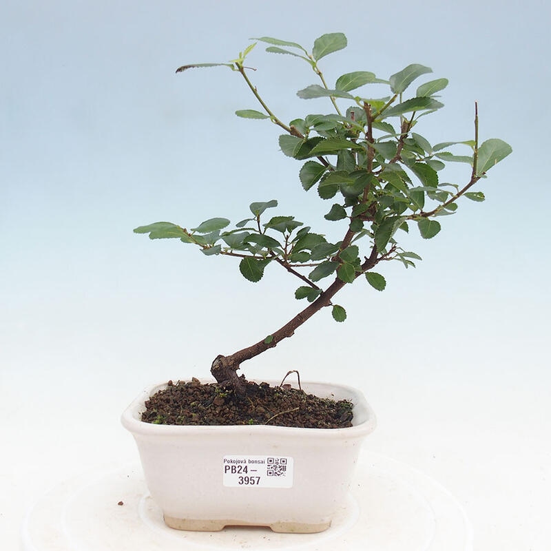 Indoor bonsai - Grewia occidentalis - Lavender star