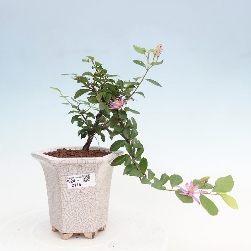 Indoor bonsai - Grewia occidentalis - Lavender star