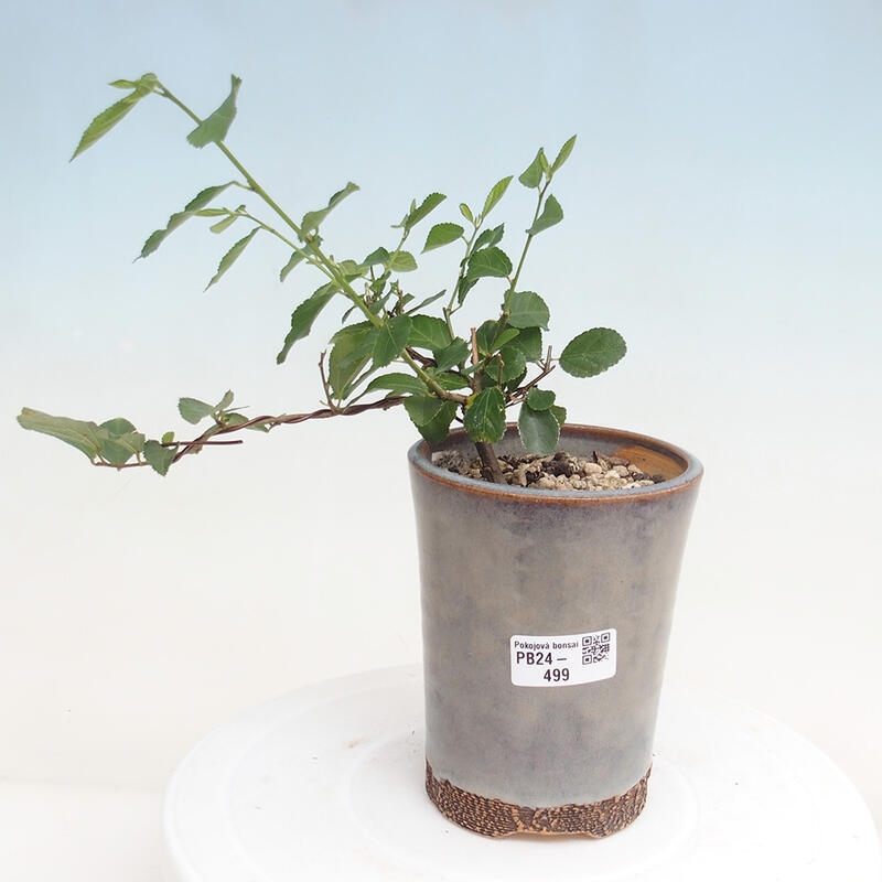 Indoor bonsai - Grewia occidentalis - Lavender star