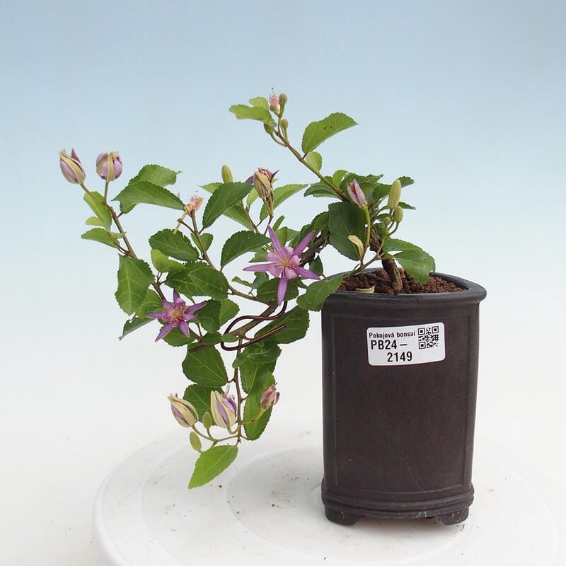 Indoor bonsai - Grewia occidentalis - Lavender star