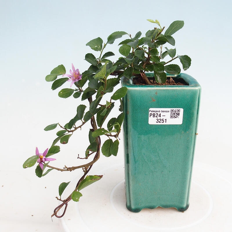 Indoor bonsai - Grewia occidentalis - Lavender star