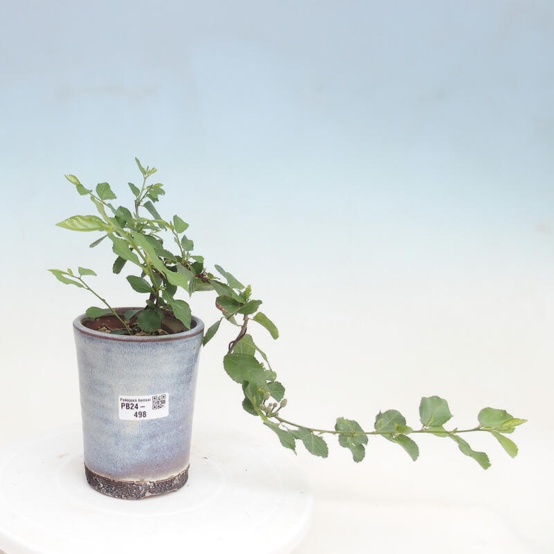 Indoor bonsai - Grewia occidentalis - Lavender star