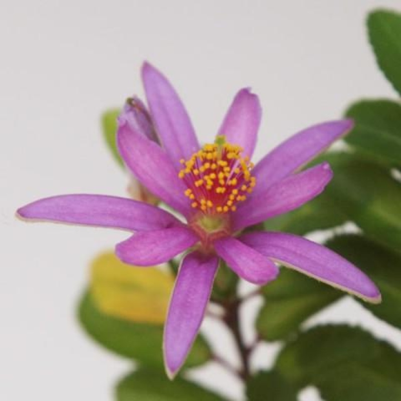 Indoor bonsai - Grewia occidentalis - Lavender star