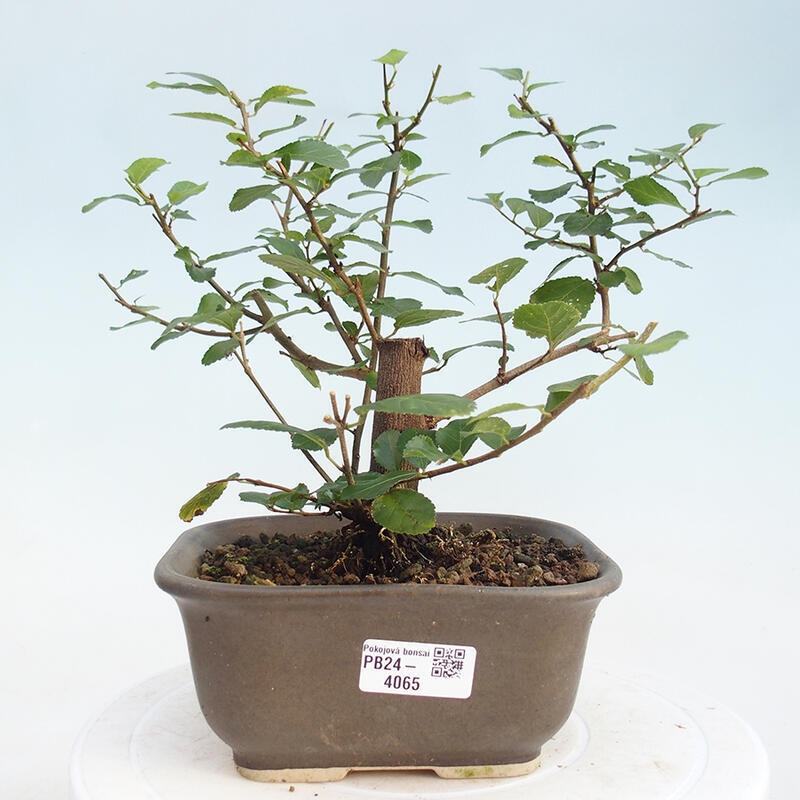 Room bonsai - Grewia occidentalis - Lavender Starflower