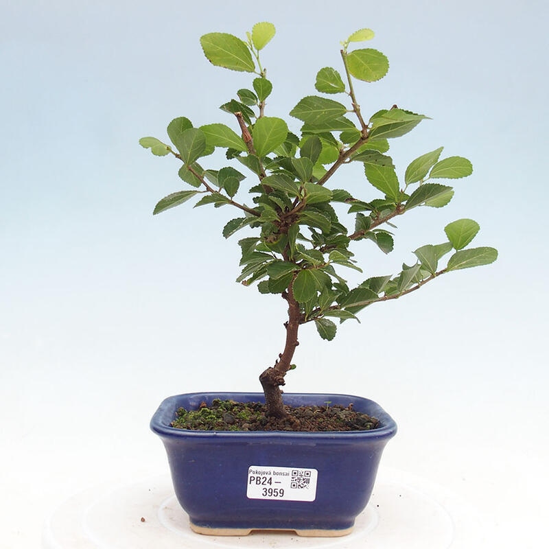 Indoor bonsai - Grewia occidentalis - Lavender star