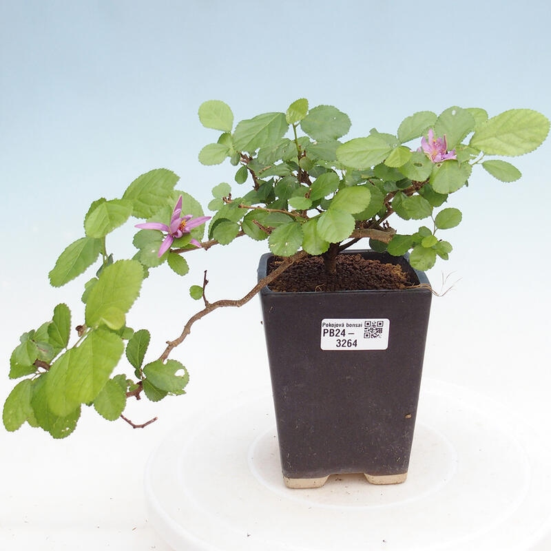 Indoor bonsai - Grewia occidentalis - Lavender star