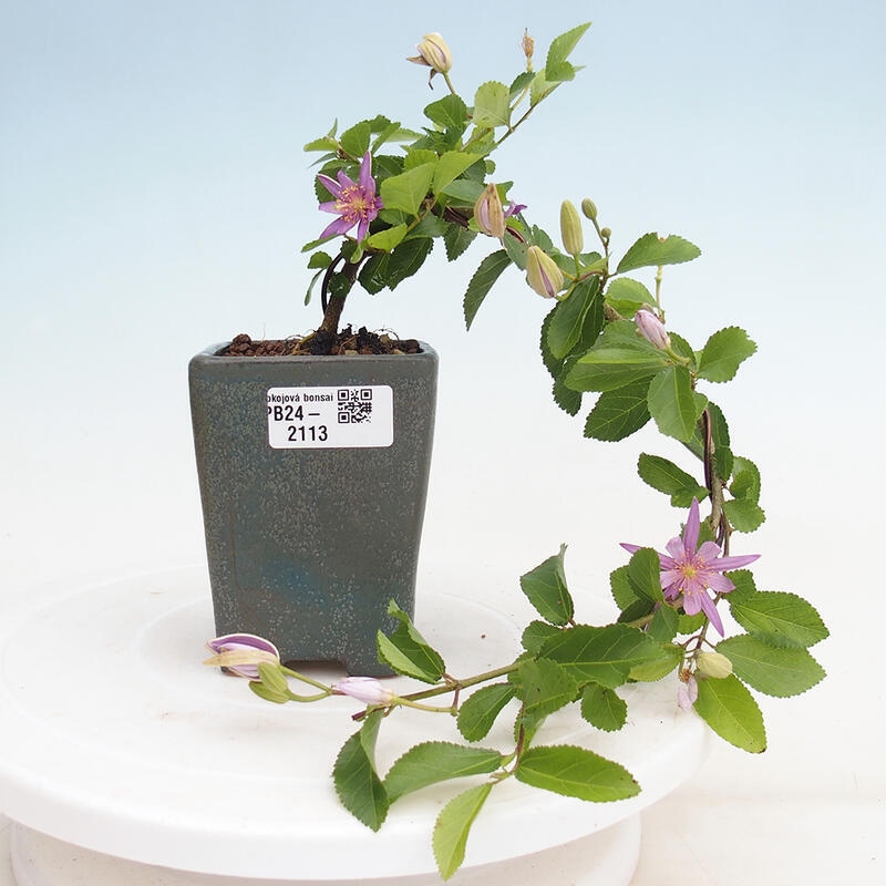 Indoor bonsai - Grewia occidentalis - Lavender star