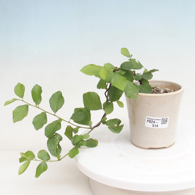 Indoor bonsai - Grewia occidentalis - Lavender star