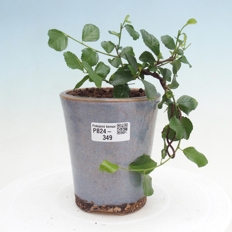 Indoor bonsai - Grewia occidentalis - Lavender star