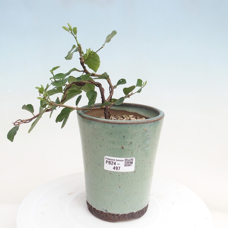 Indoor bonsai - Grewia occidentalis - Lavender star