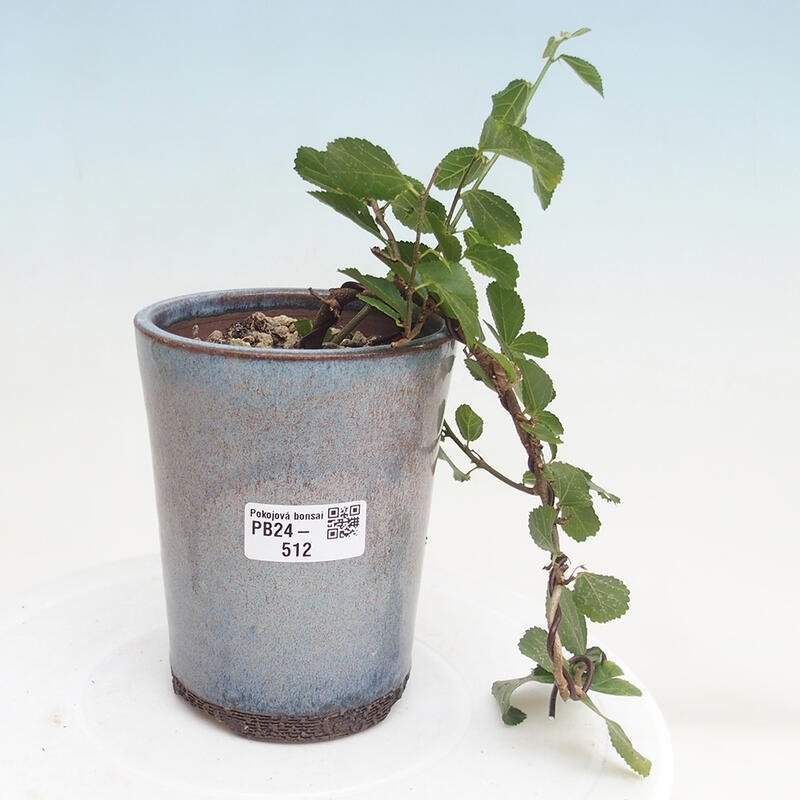 Indoor bonsai - Grewia occidentalis - Lavender star