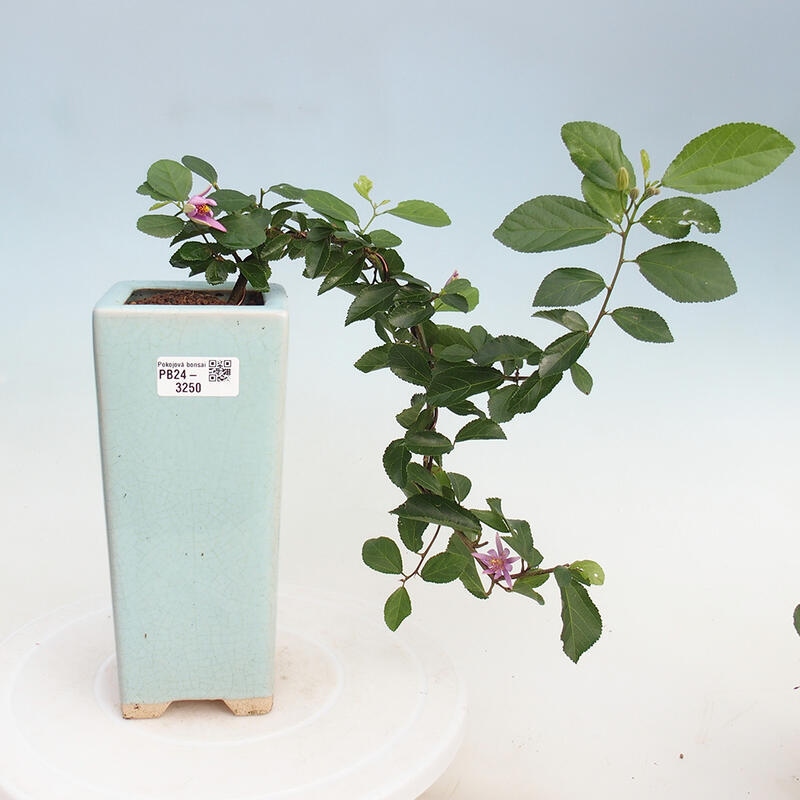 Indoor bonsai - Grewia occidentalis - Lavender star