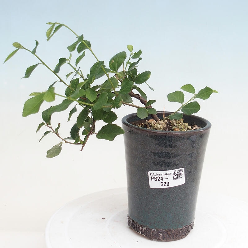 Indoor bonsai - Grewia occidentalis - Lavender star