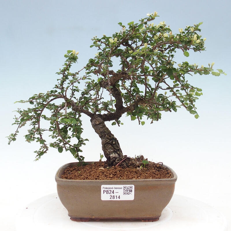 Indoor bonsai - Grewia sp. - Small-leaved Grewie