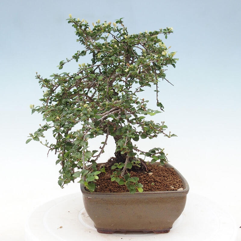 Indoor bonsai - Grewia sp. - Small-leaved Grewie