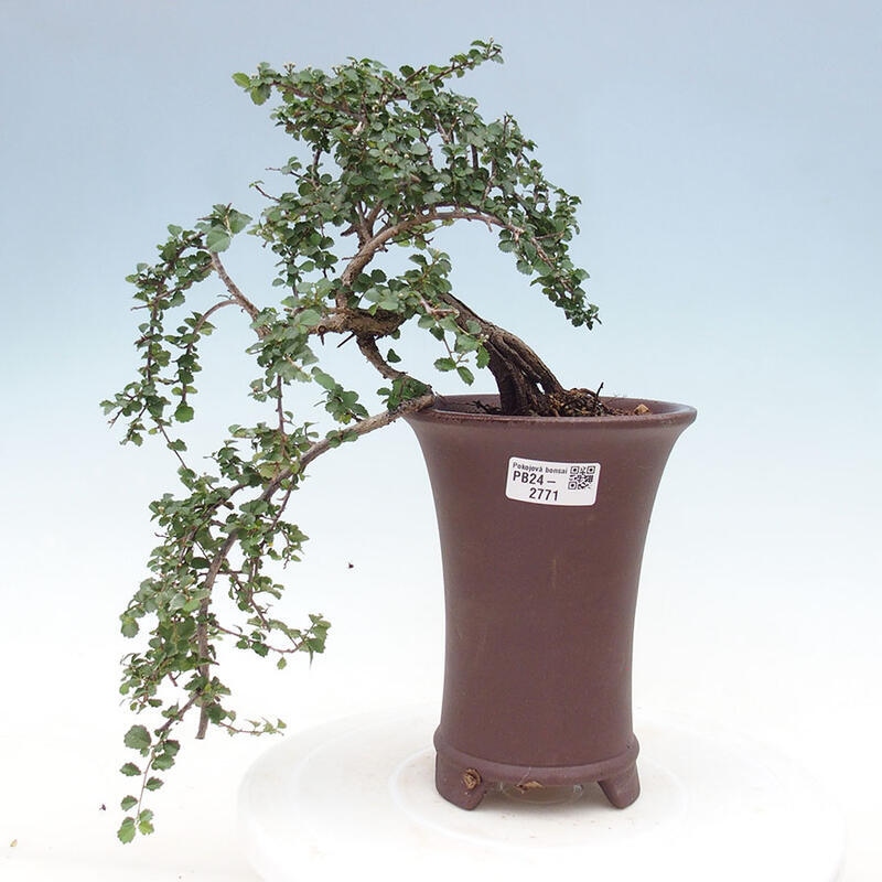 Indoor bonsai - Grewia sp. - Small-leaved Grewie