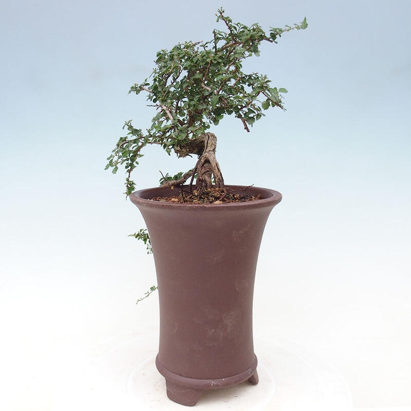 Indoor bonsai - Grewia sp. - Small-leaved Grewie