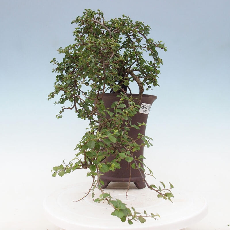 Indoor bonsai - Grewia sp. - Small-leaved Grewie