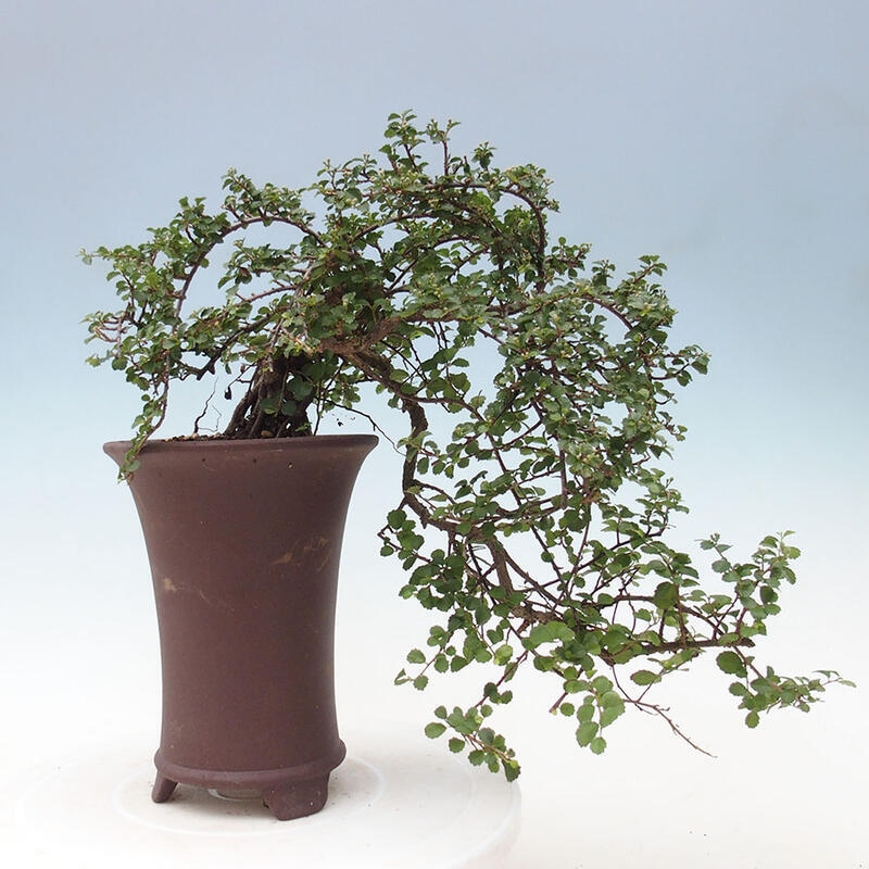 Indoor bonsai - Grewia sp. - Small-leaved Grewie