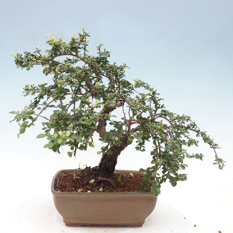 Indoor bonsai - Grewia sp. - Small-leaved Grewie