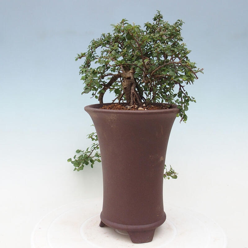 Indoor bonsai - Grewia sp. - Small-leaved Grewie