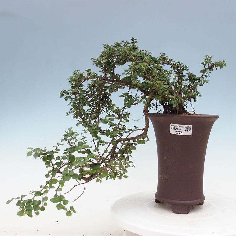 Indoor bonsai - Grewia sp. - Small-leaved Grewie