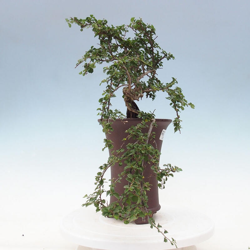 Indoor bonsai - Grewia sp. - Small-leaved Grewie