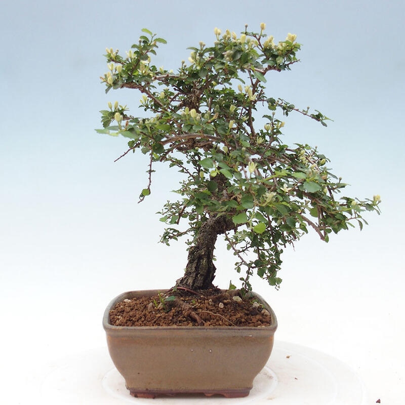 Indoor bonsai - Grewia sp. - Small-leaved Grewie