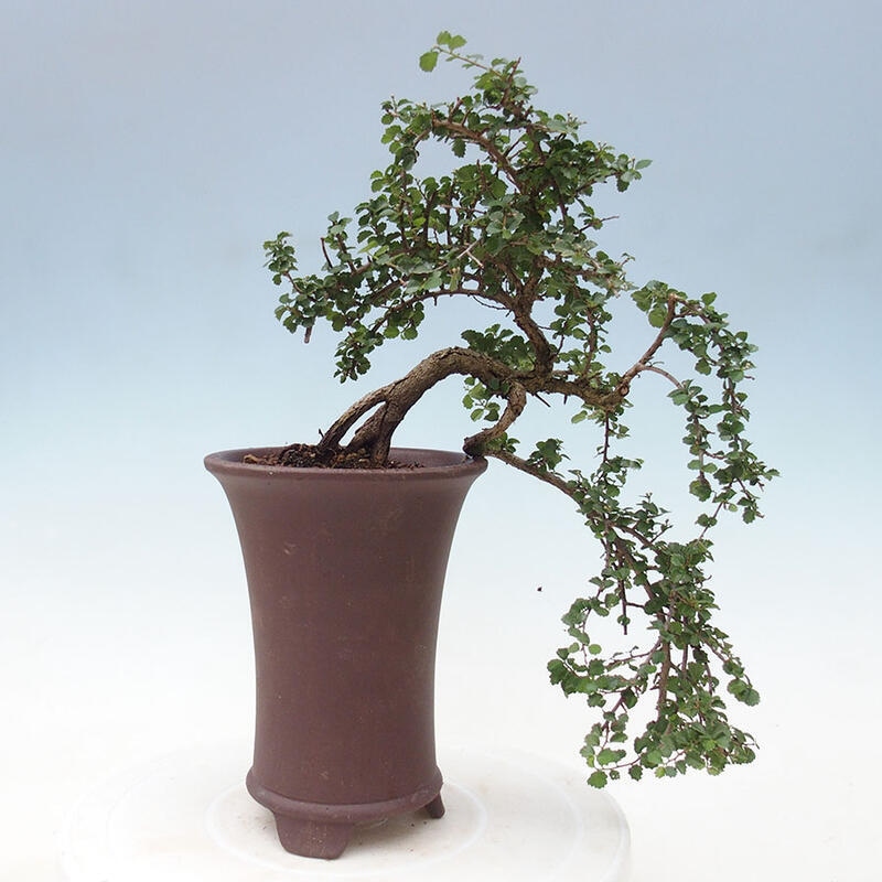 Indoor bonsai - Grewia sp. - Small-leaved Grewie