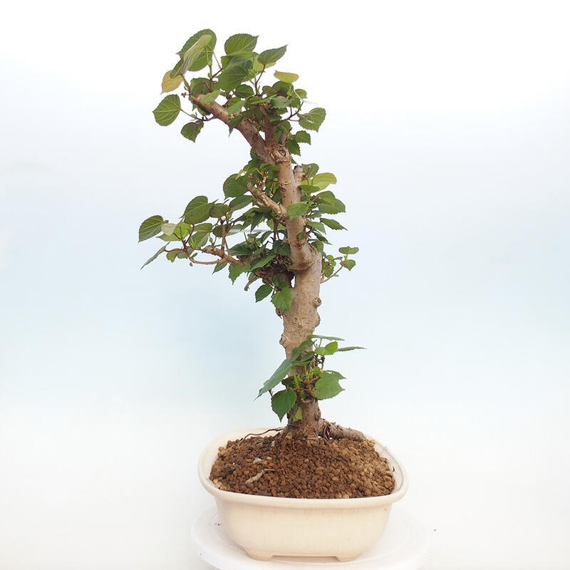 Indoor bonsai - Hibiscus tiliaceus - Hibiscus linden, sea