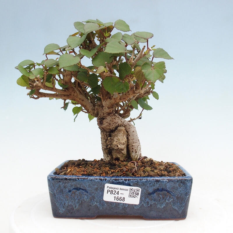 Indoor bonsai - Hibiscus tiliaceus - Hibiscus linden, sea