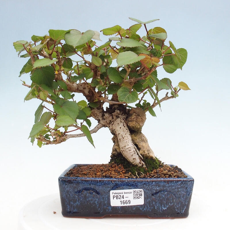 Indoor bonsai - Hibiscus tiliaceus - Hibiscus linden, sea