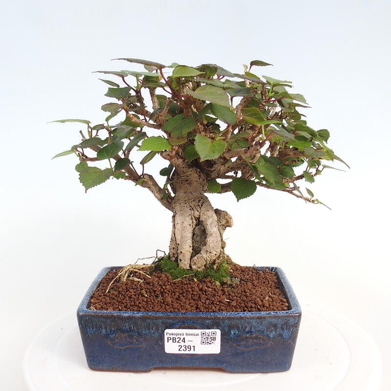 Indoor bonsai - Hibiscus tiliaceus - Hibiscus linden, sea