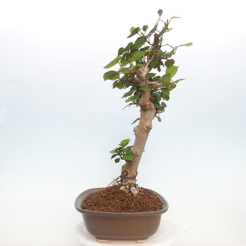 Indoor bonsai - Hibiscus tiliaceus - Hibiscus linden, sea