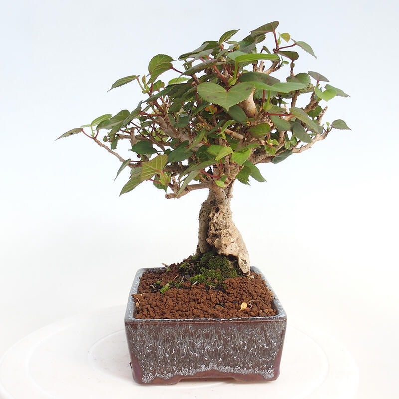 Indoor bonsai - Hibiscus tiliaceus - Hibiscus linden, sea