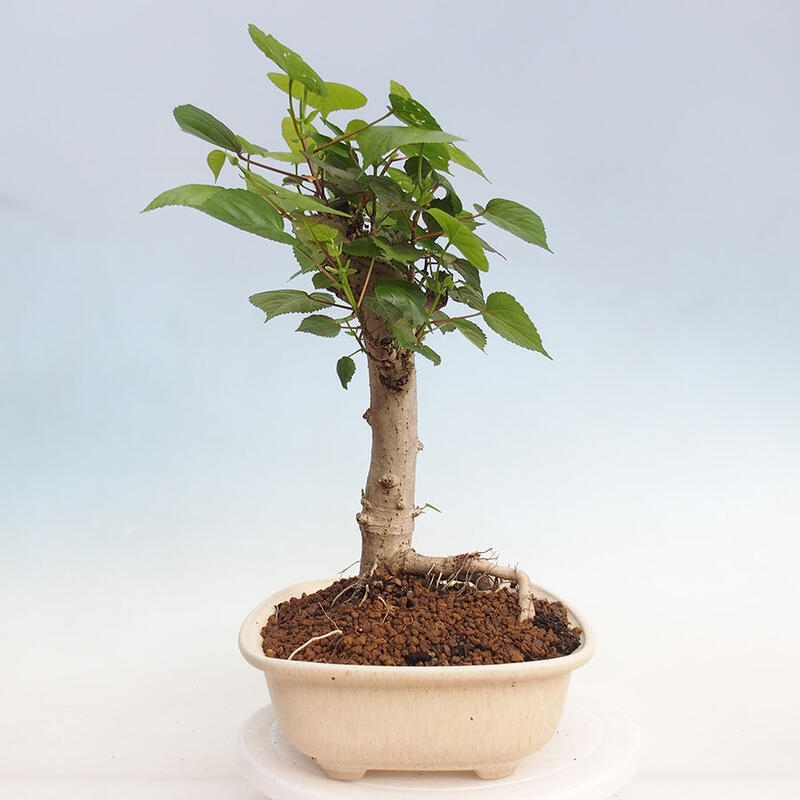 Indoor bonsai - Hibiscus tiliaceus - Hibiscus linden, sea