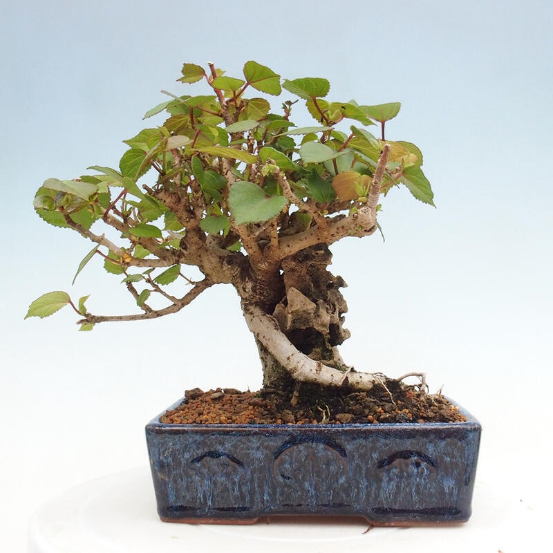 Indoor bonsai - Hibiscus tiliaceus - Hibiscus linden, sea