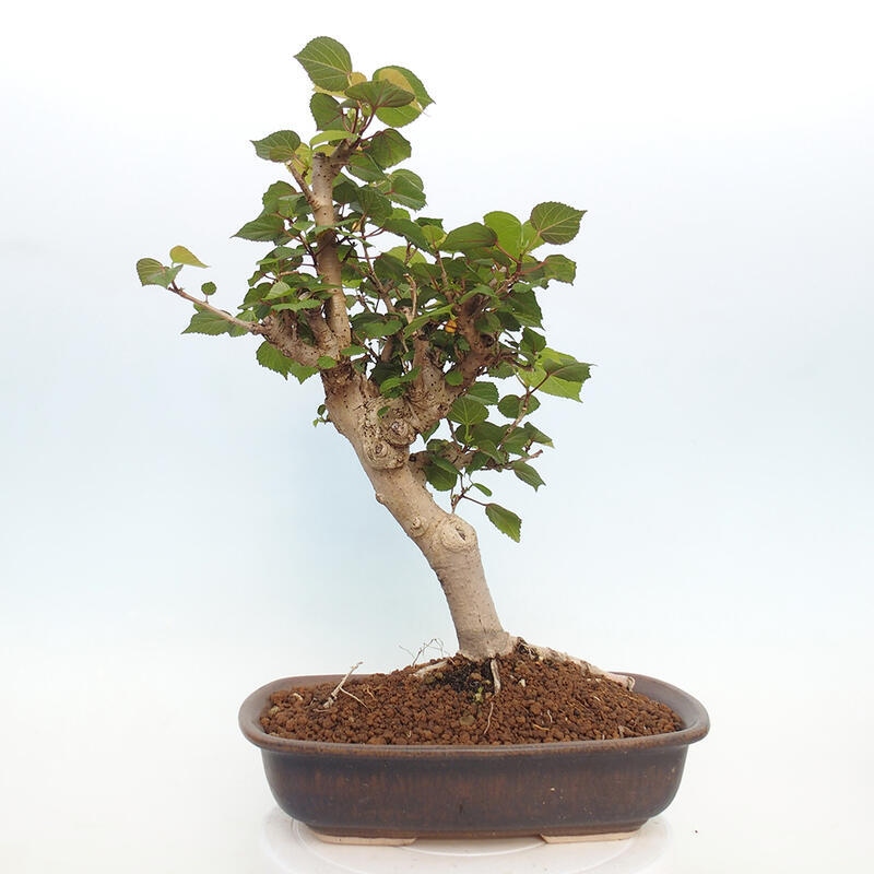 Indoor bonsai - Hibiscus tiliaceus - Hibiscus linden, sea