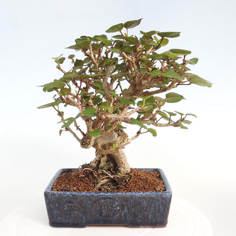 Indoor bonsai - Hibiscus tiliaceus - Hibiscus linden, sea