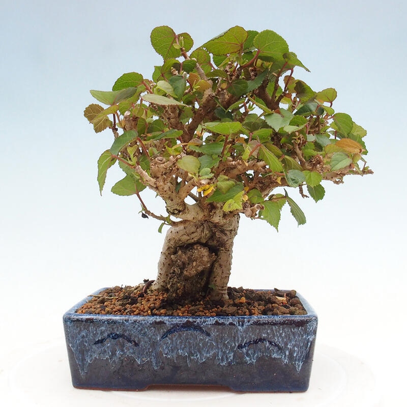 Indoor bonsai - Hibiscus tiliaceus - Hibiscus linden, sea